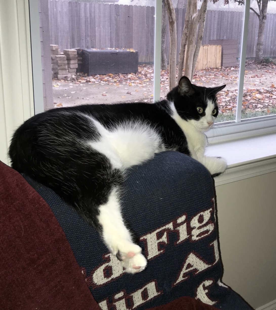 Lucy, a ADOPTABLE Domestic Short Hair in Montgomery, AL image 2/4