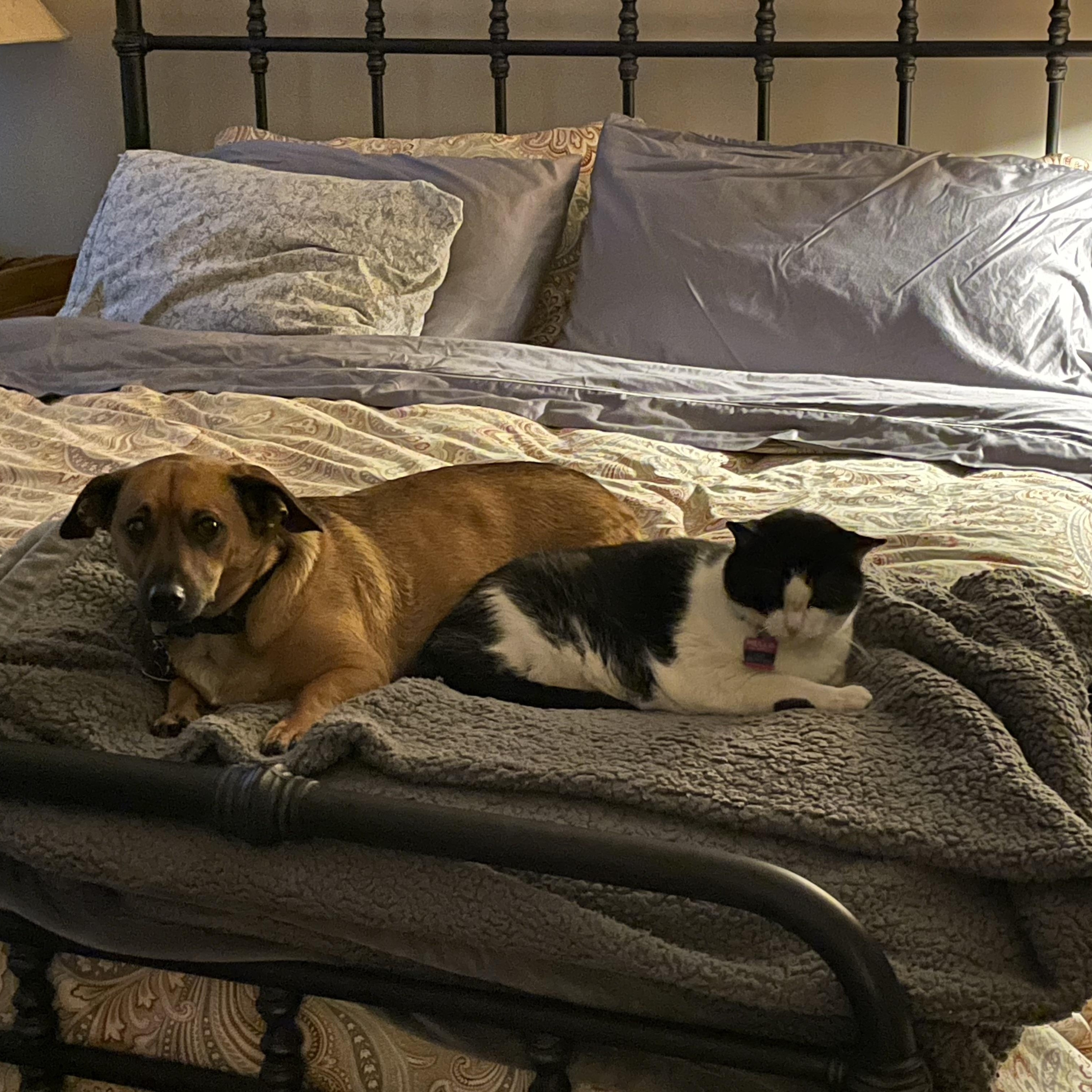 Lucy, a ADOPTABLE Domestic Short Hair in Montgomery, AL image 4/4