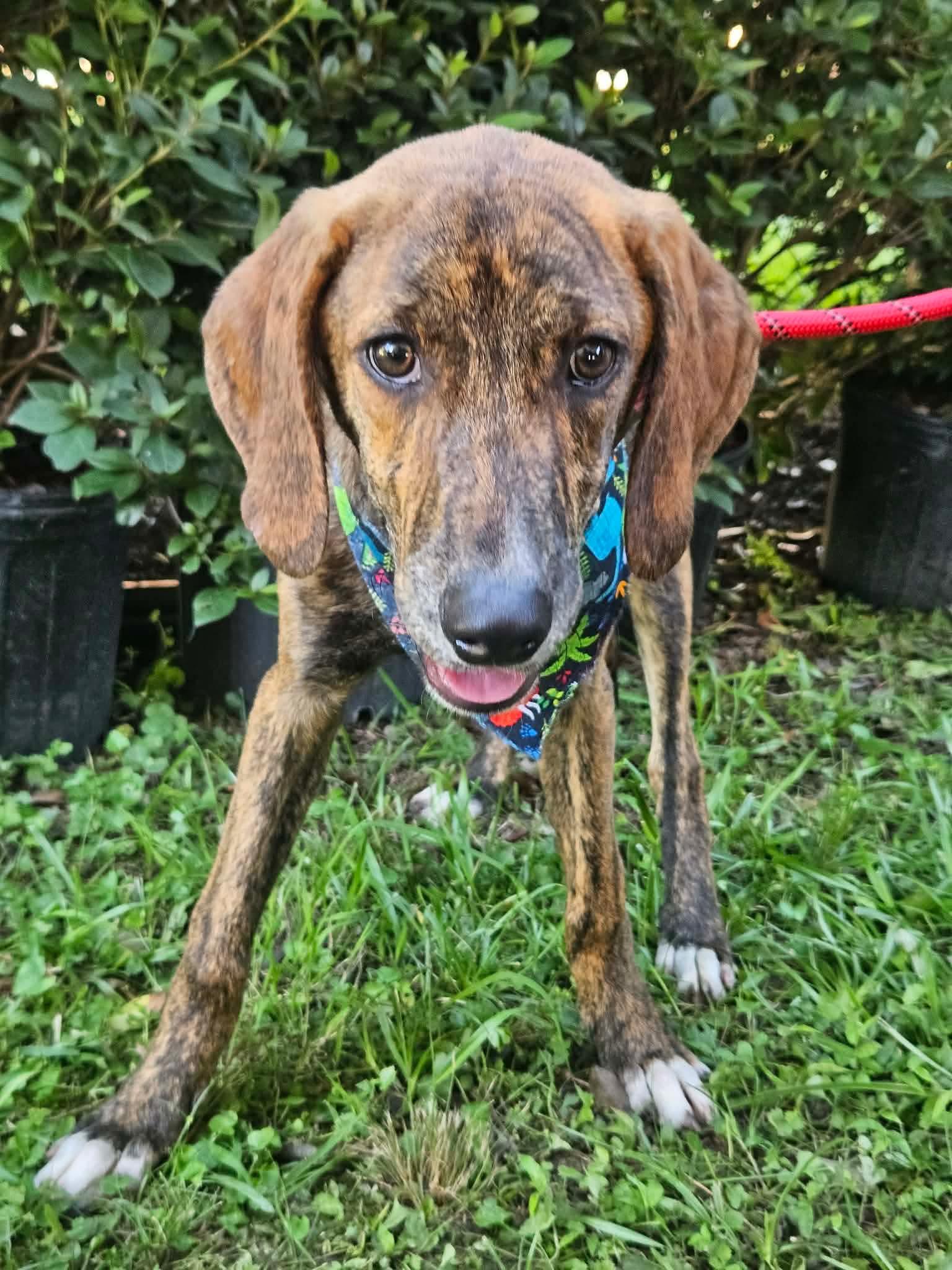 Abraham Darby Rose *LOCAL*, Adoptable, Puppy Male Hound.