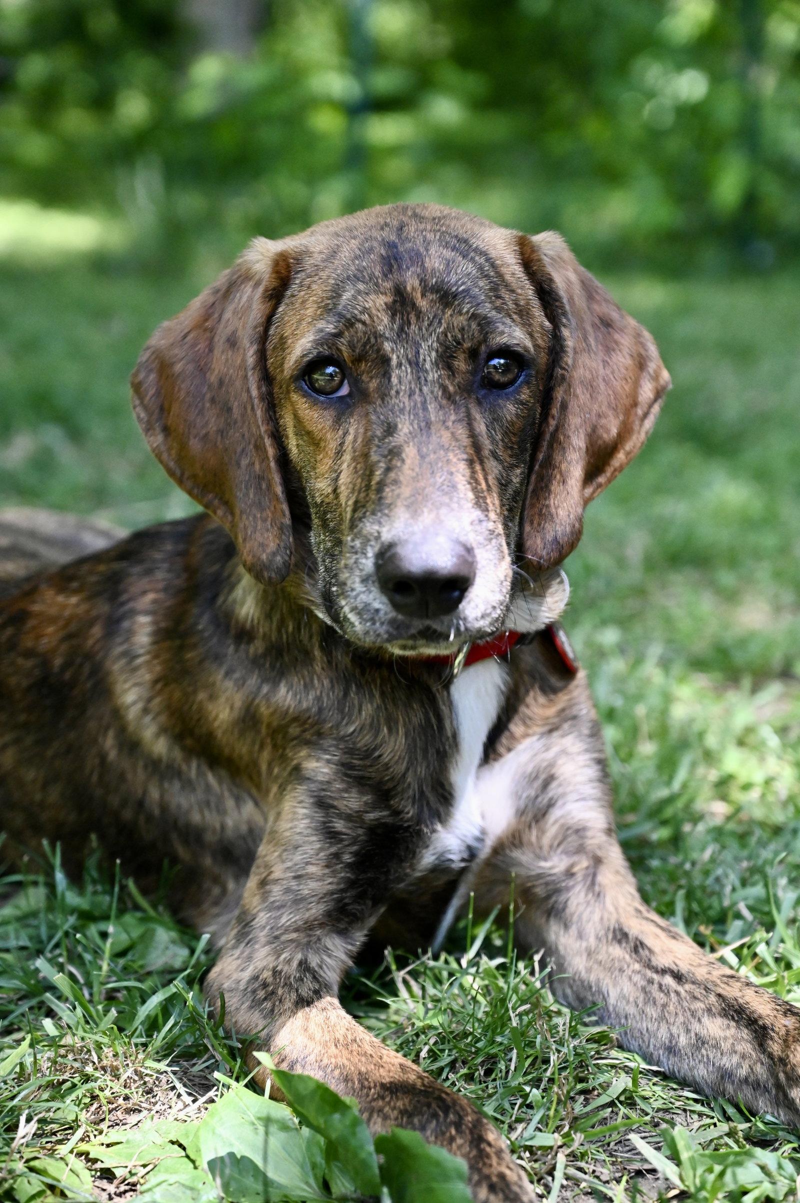 Enlarge Abraham Darby Rose *LOCAL*, a Adoptable Hound in Wakefield, RI image 2/3