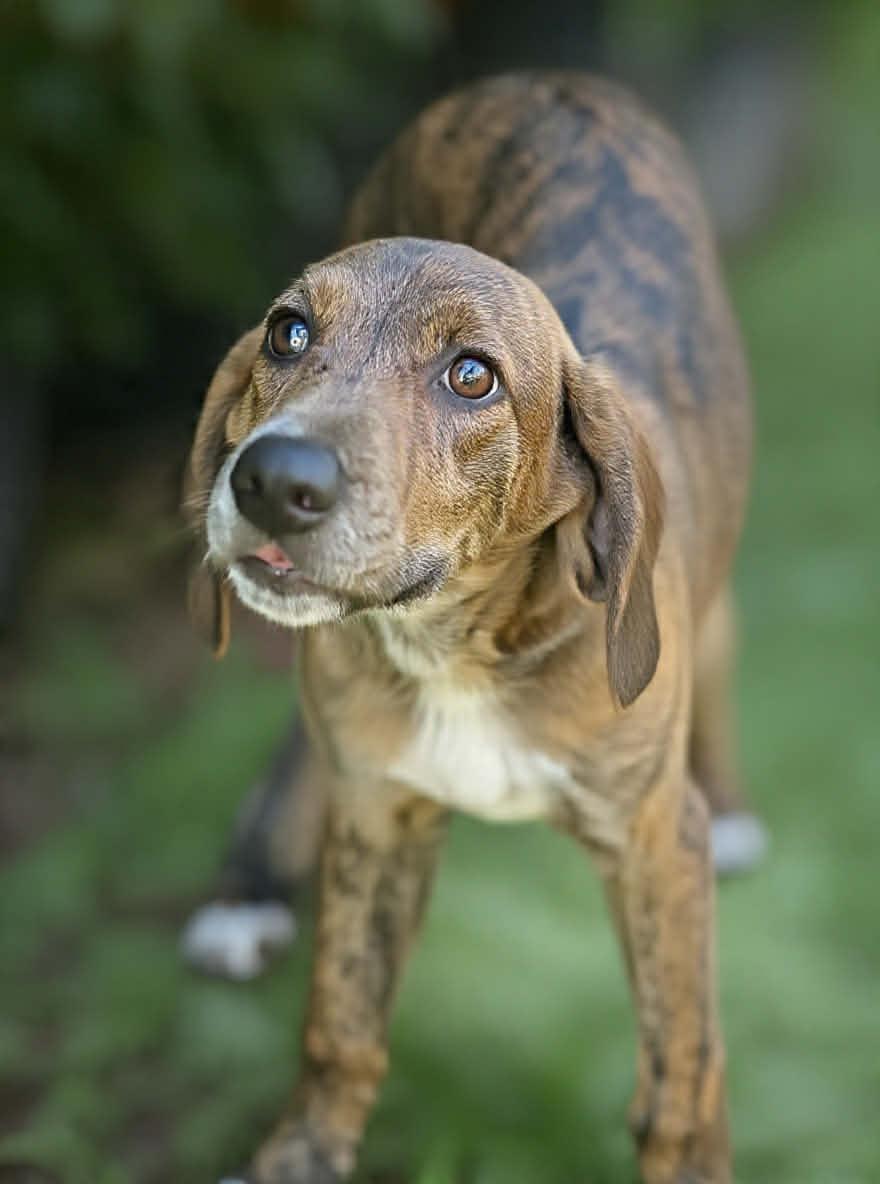Enlarge Abraham Darby Rose *LOCAL*, a Adoptable Hound in Wakefield, RI image 3/3