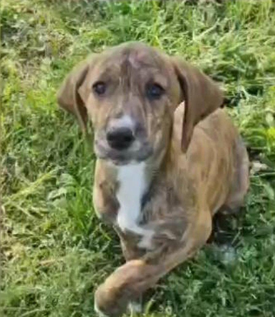 Enlarge Abraham Darby Rose, a Adoptable Hound in Wakefield, RI image 2/3