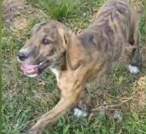 Enlarge Abraham Darby Rose, a Adoptable Hound in Wakefield, RI image 3/3