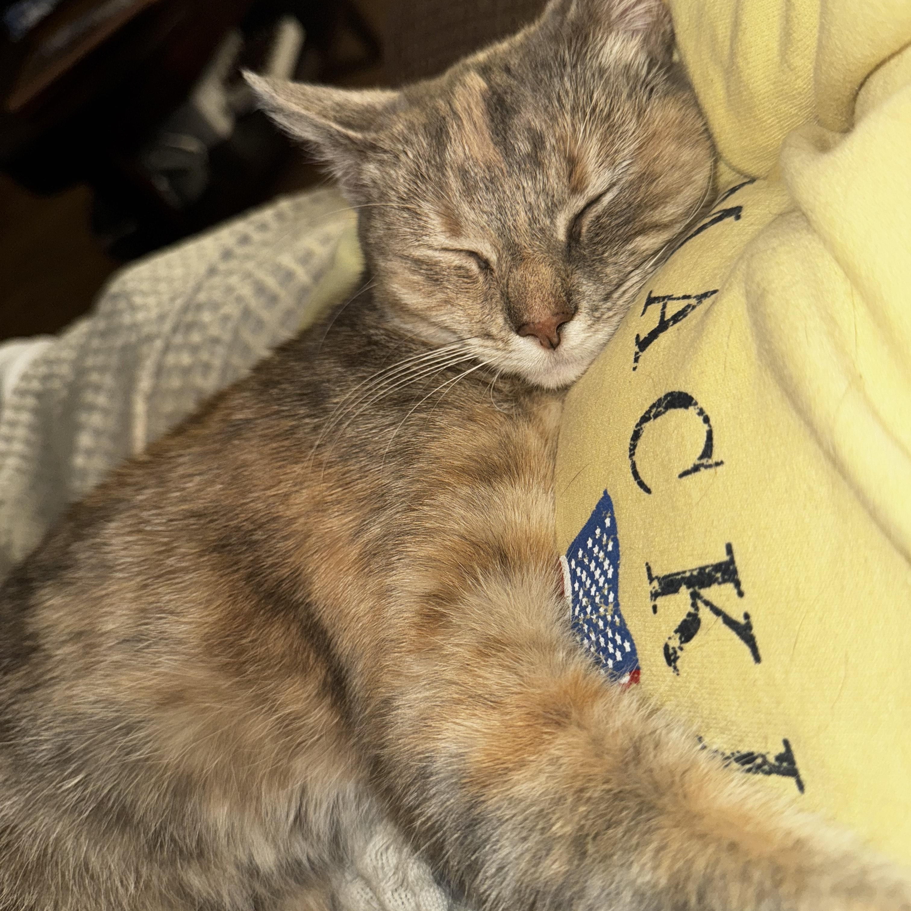 Enlarge Amila, a Adopted Domestic Short Hair in Rockford, MI image 2/6