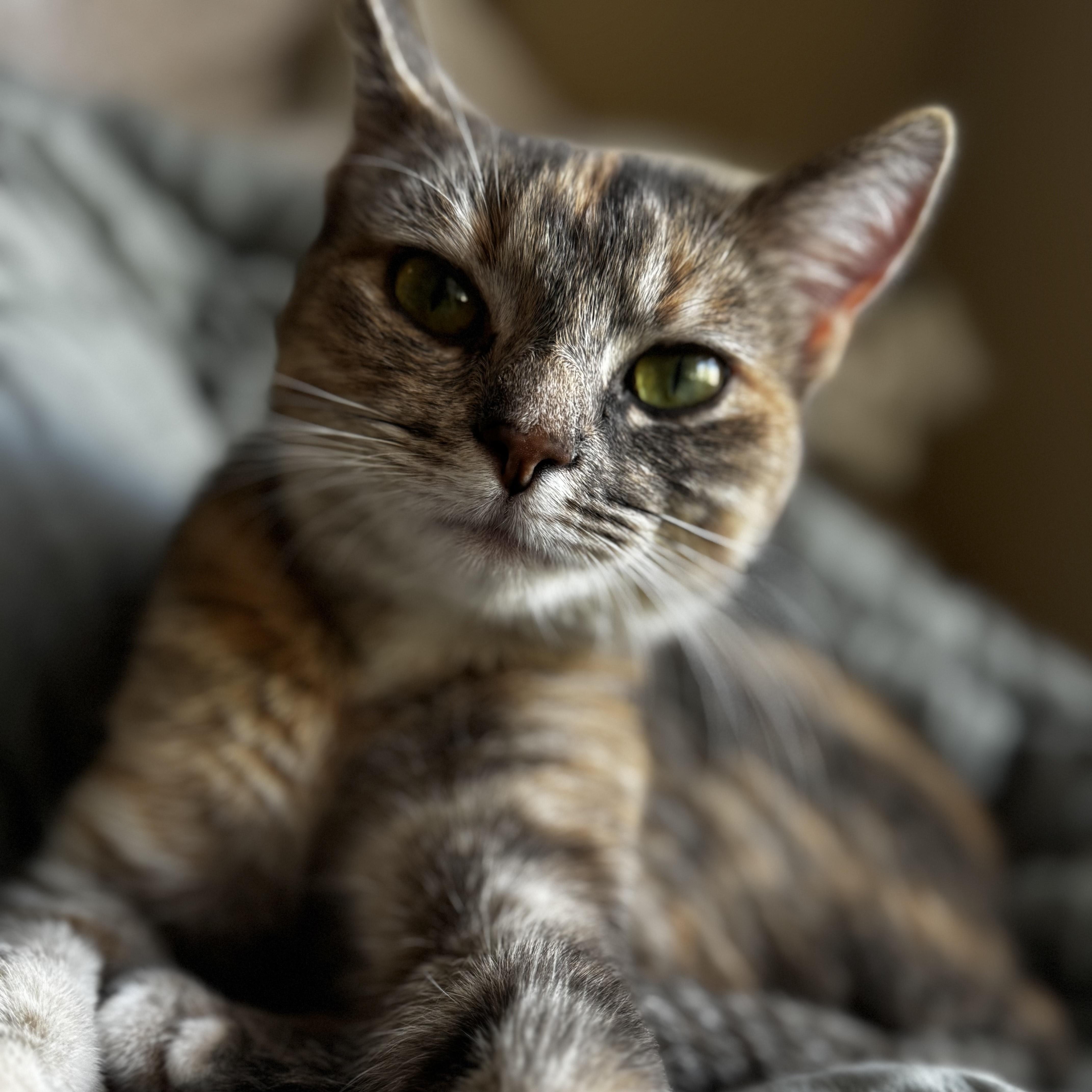 Enlarge Amila, a Adopted Domestic Short Hair in Rockford, MI image 5/6