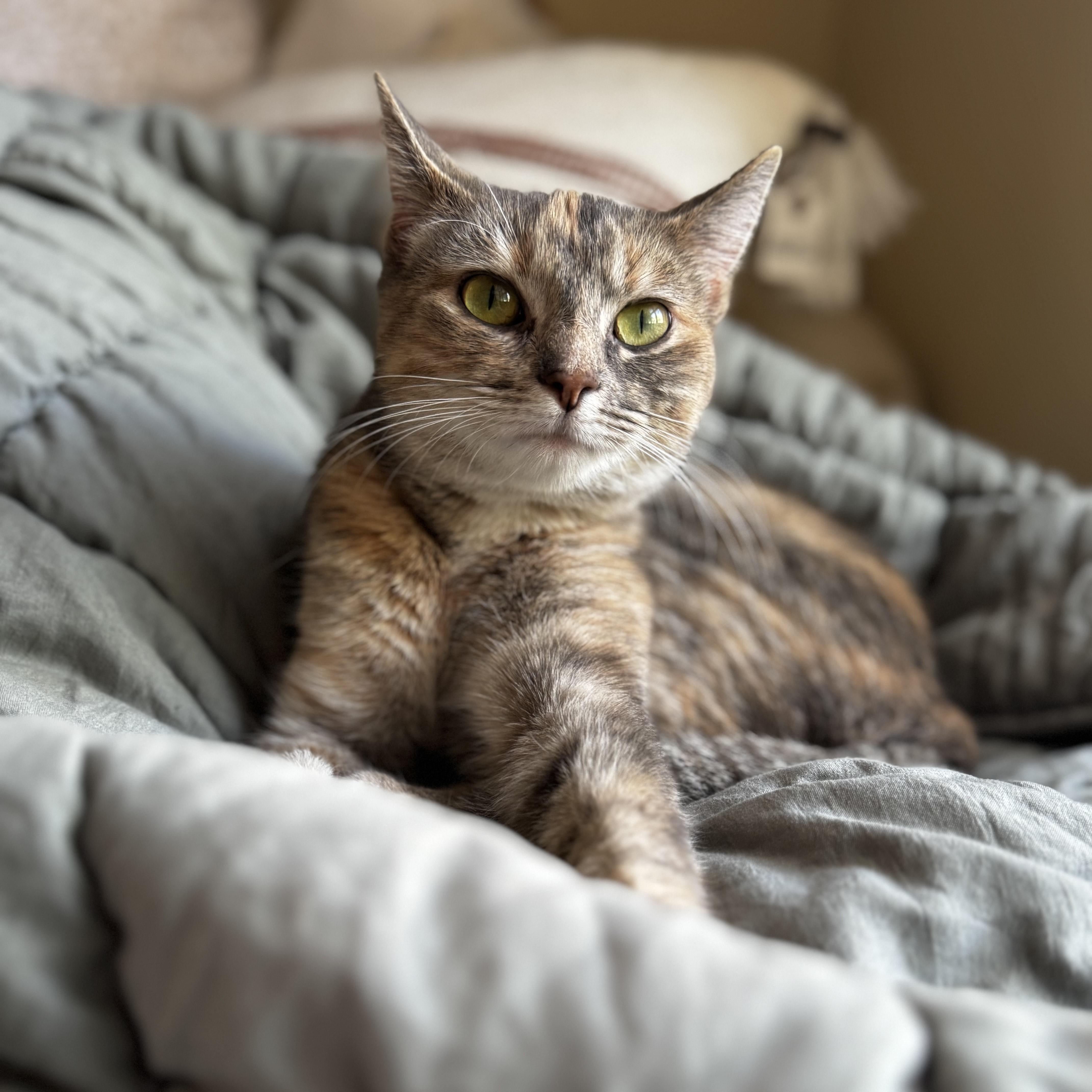 Amila, Adopted, Young Female Domestic Short Hair.