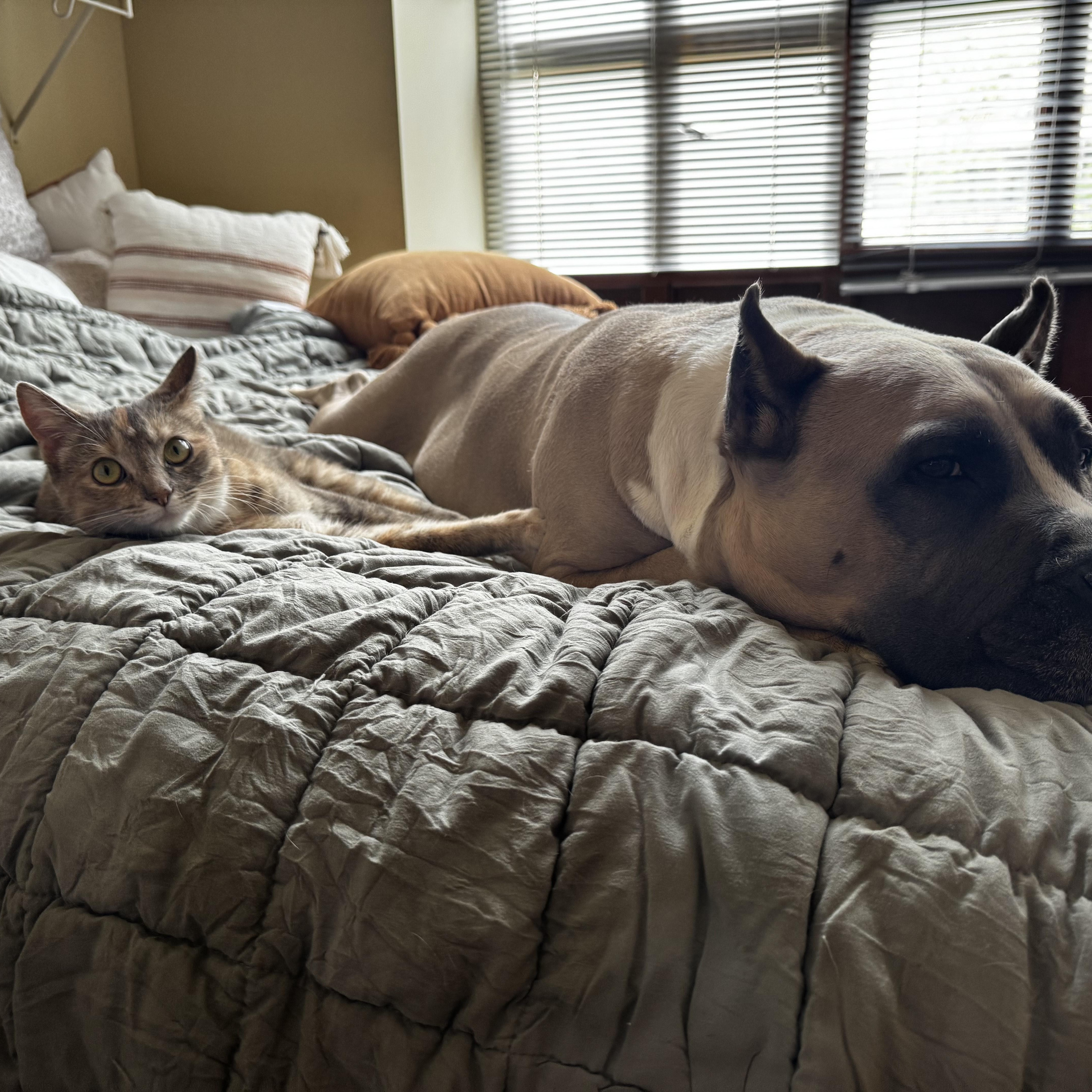 Enlarge Amila, a Adopted Domestic Short Hair in Rockford, MI image 4/6