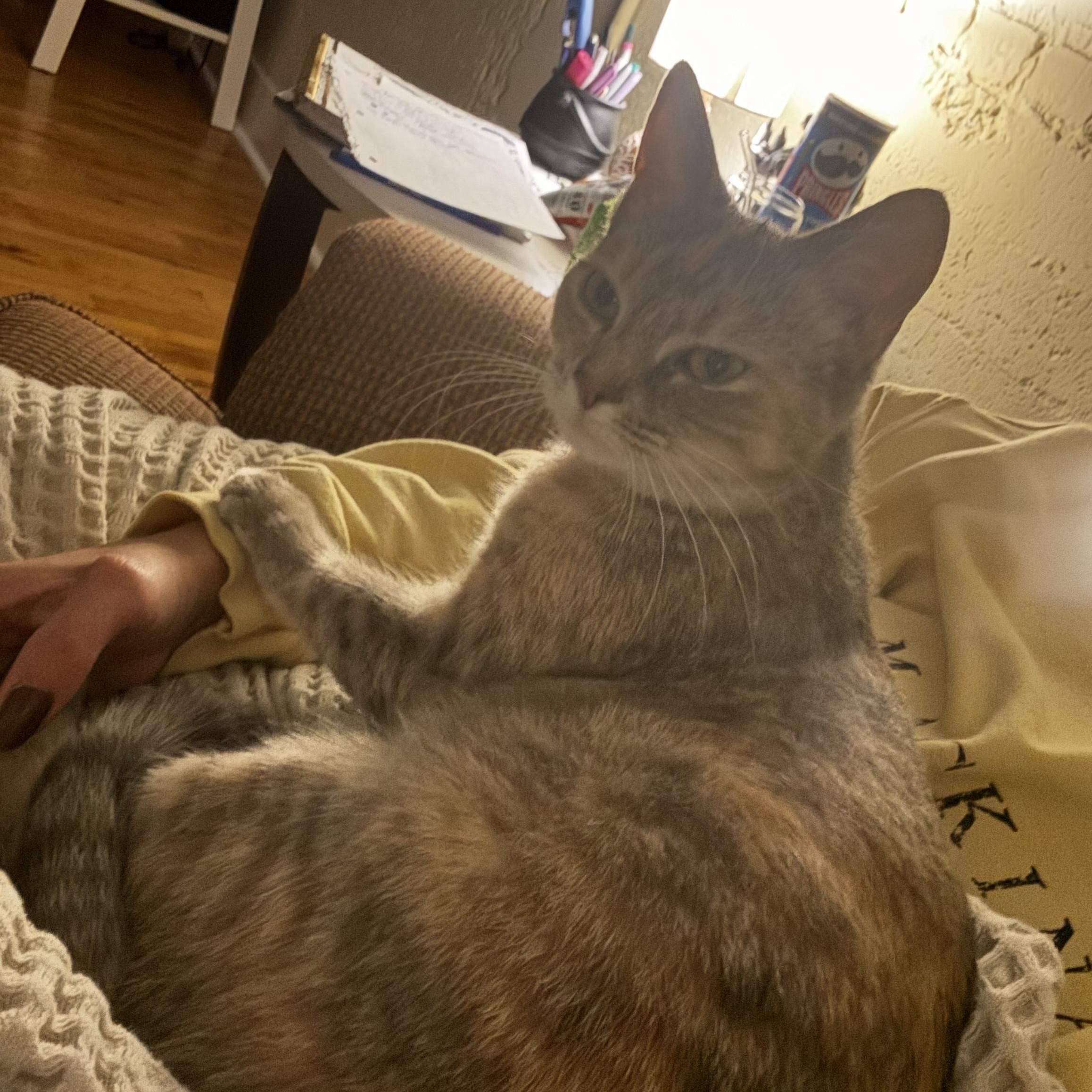 Enlarge Amila, a Adopted Domestic Short Hair in Rockford, MI image 6/6