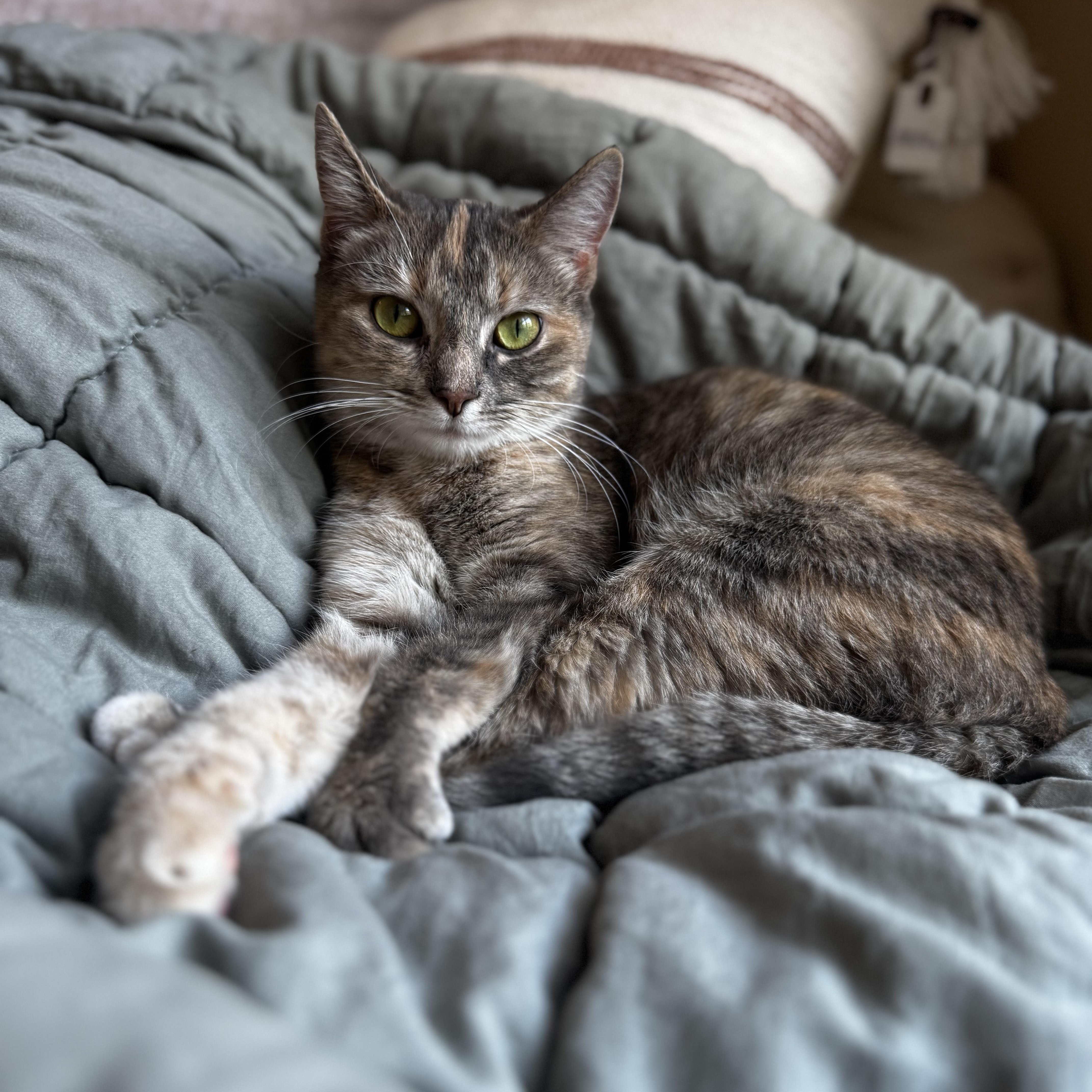 Enlarge Amila, a Adopted Domestic Short Hair in Rockford, MI image 3/6