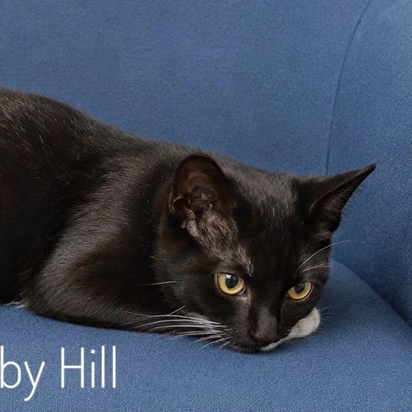 Bobby Hill, ADOPTABLE, Kitten Male Domestic Short Hair.