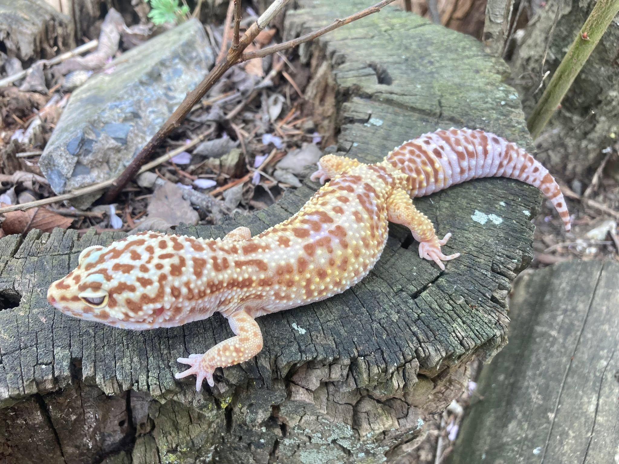 Yoko, adopted, Adult Female Gecko.