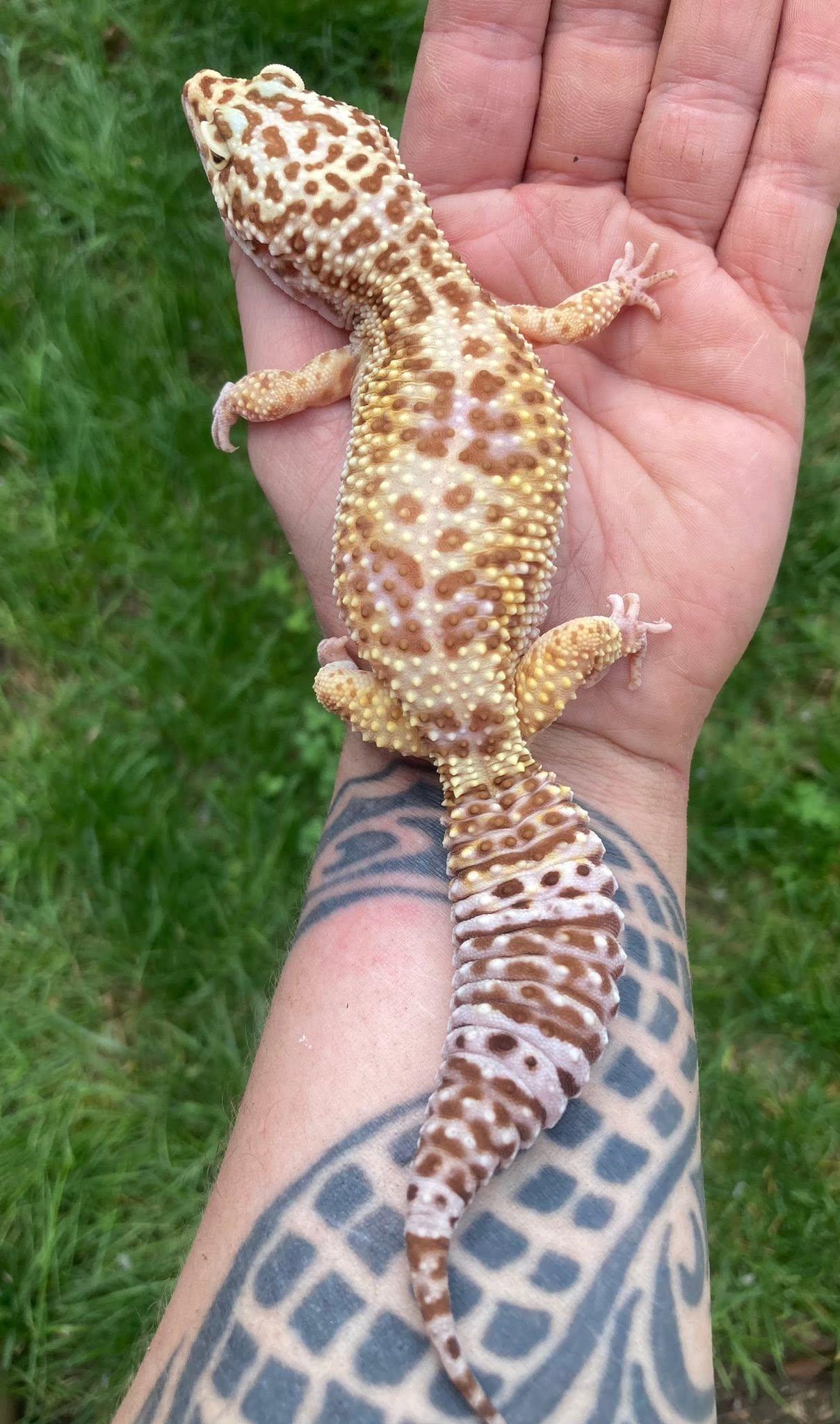 Yoko, an adopted Gecko in Palmerton, PA image 3/3