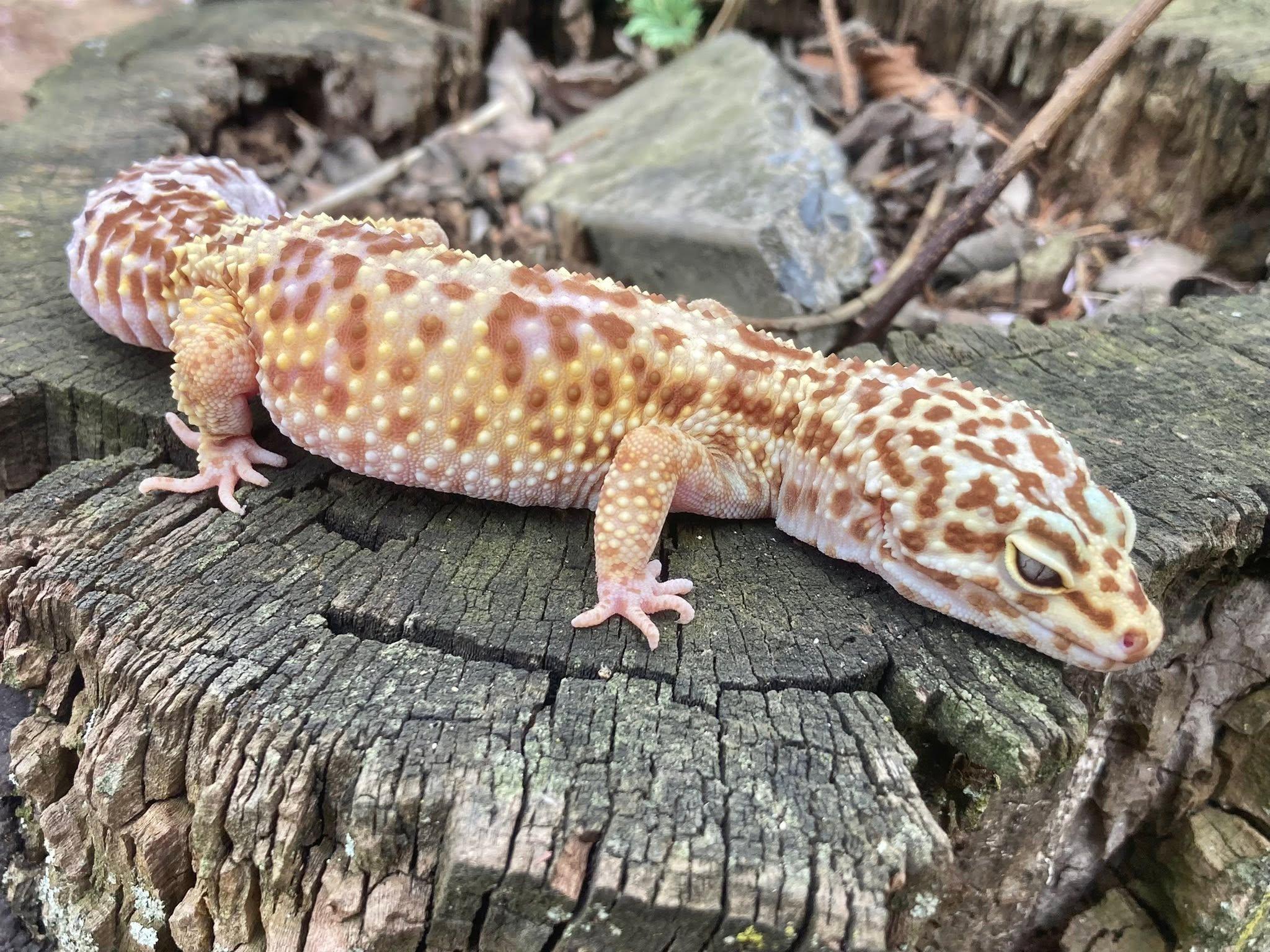 Yoko, an adopted Gecko in Palmerton, PA image 2/3