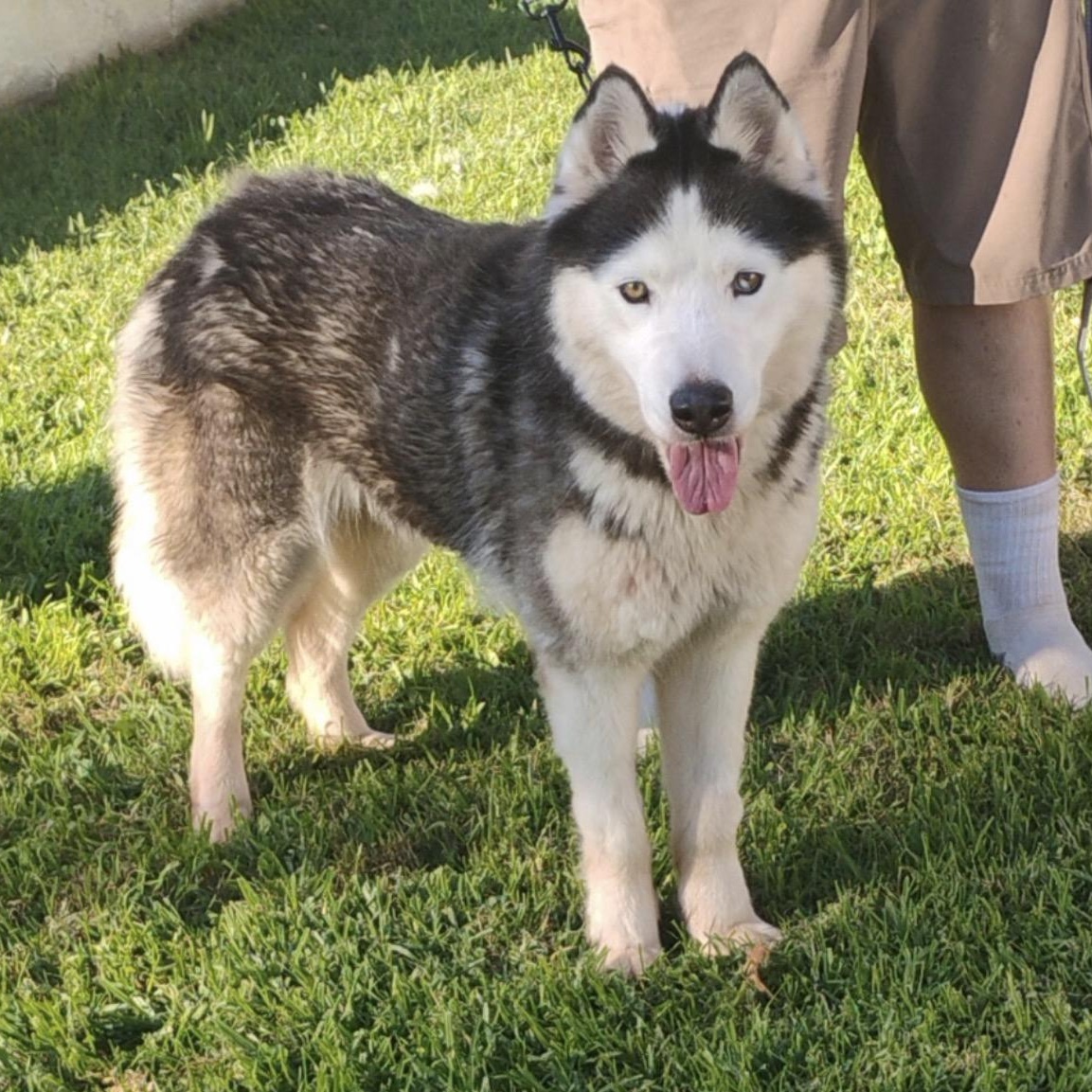 Promise, a ADOPTABLE mixed breed in Tarzana, CA image 4/5