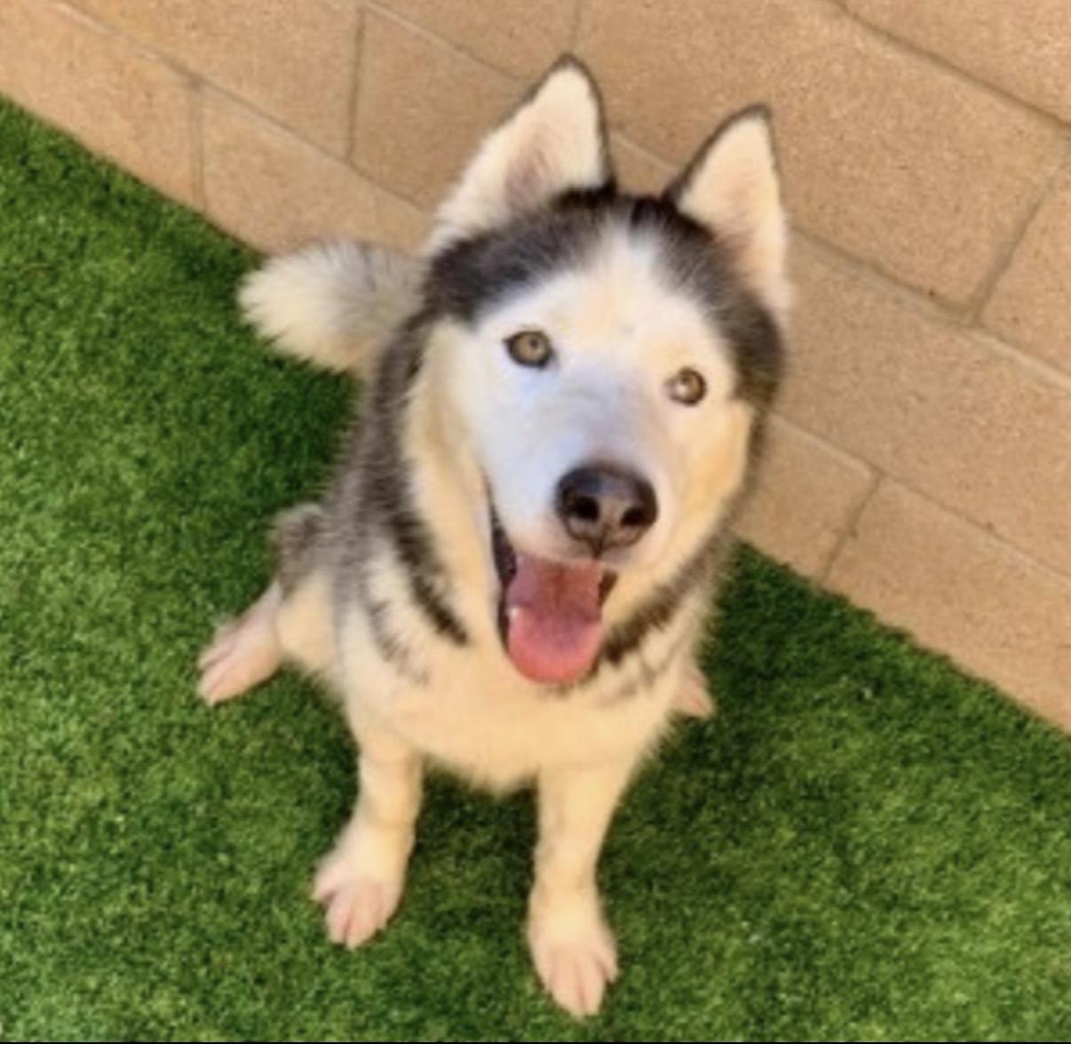 Promise, a ADOPTABLE mixed breed in Tarzana, CA image 5/5