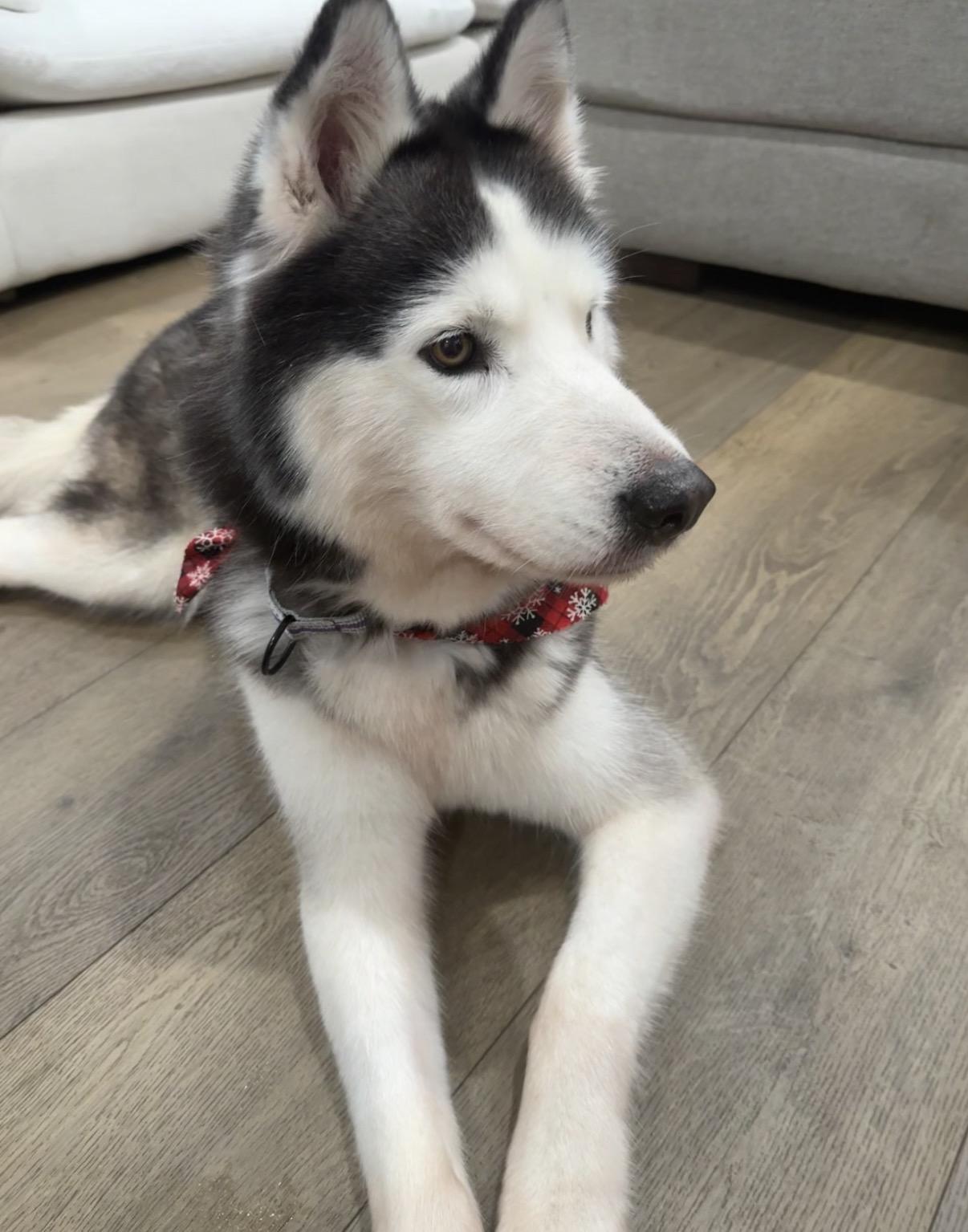 Promise, a ADOPTABLE mixed breed in Tarzana, CA image 2/5