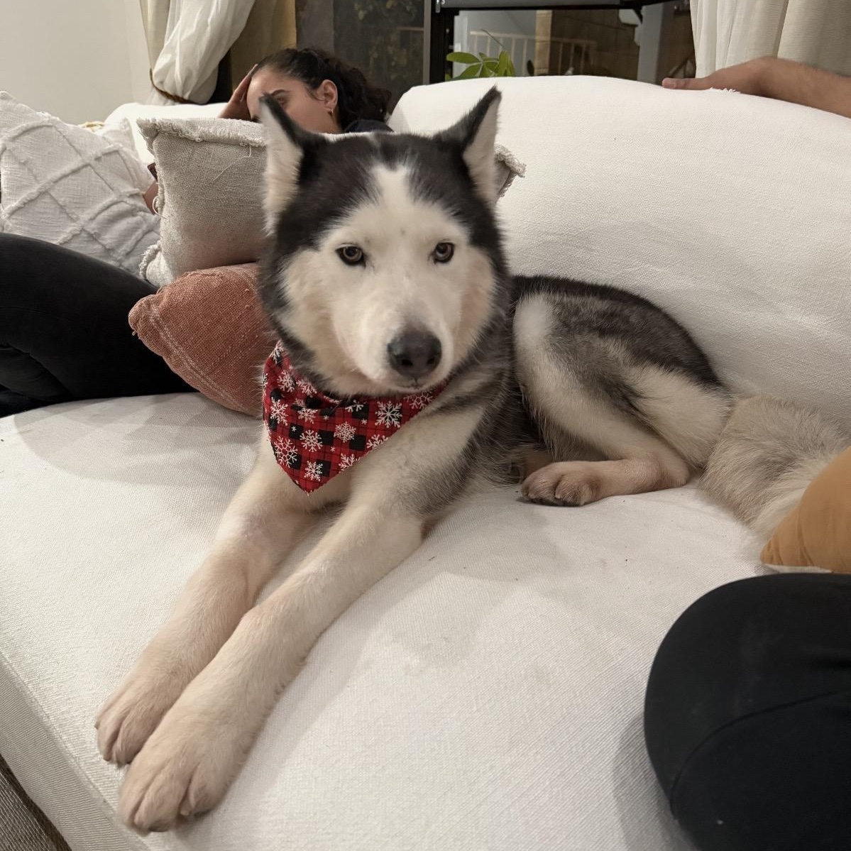 Promise, a ADOPTABLE mixed breed in Tarzana, CA image 3/5