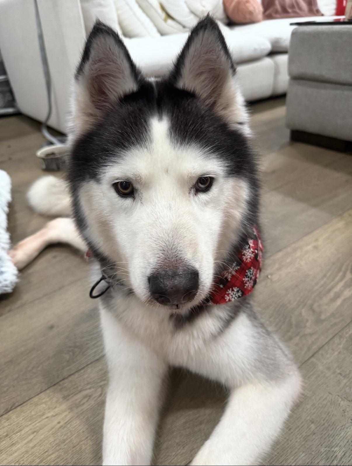 Promise, ADOPTABLE, Young Female Husky.