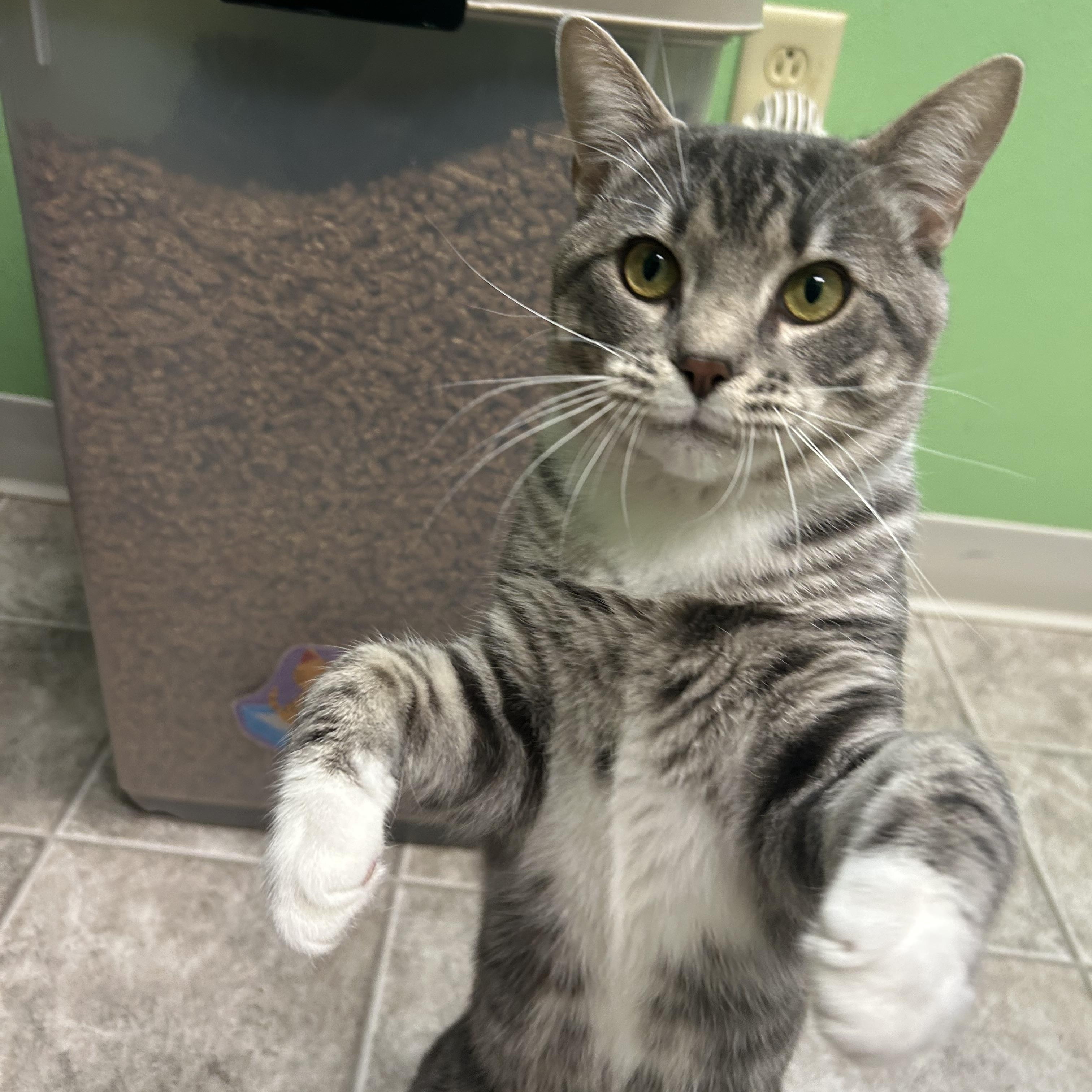Finch, adopted, Adult Male Domestic Short Hair.