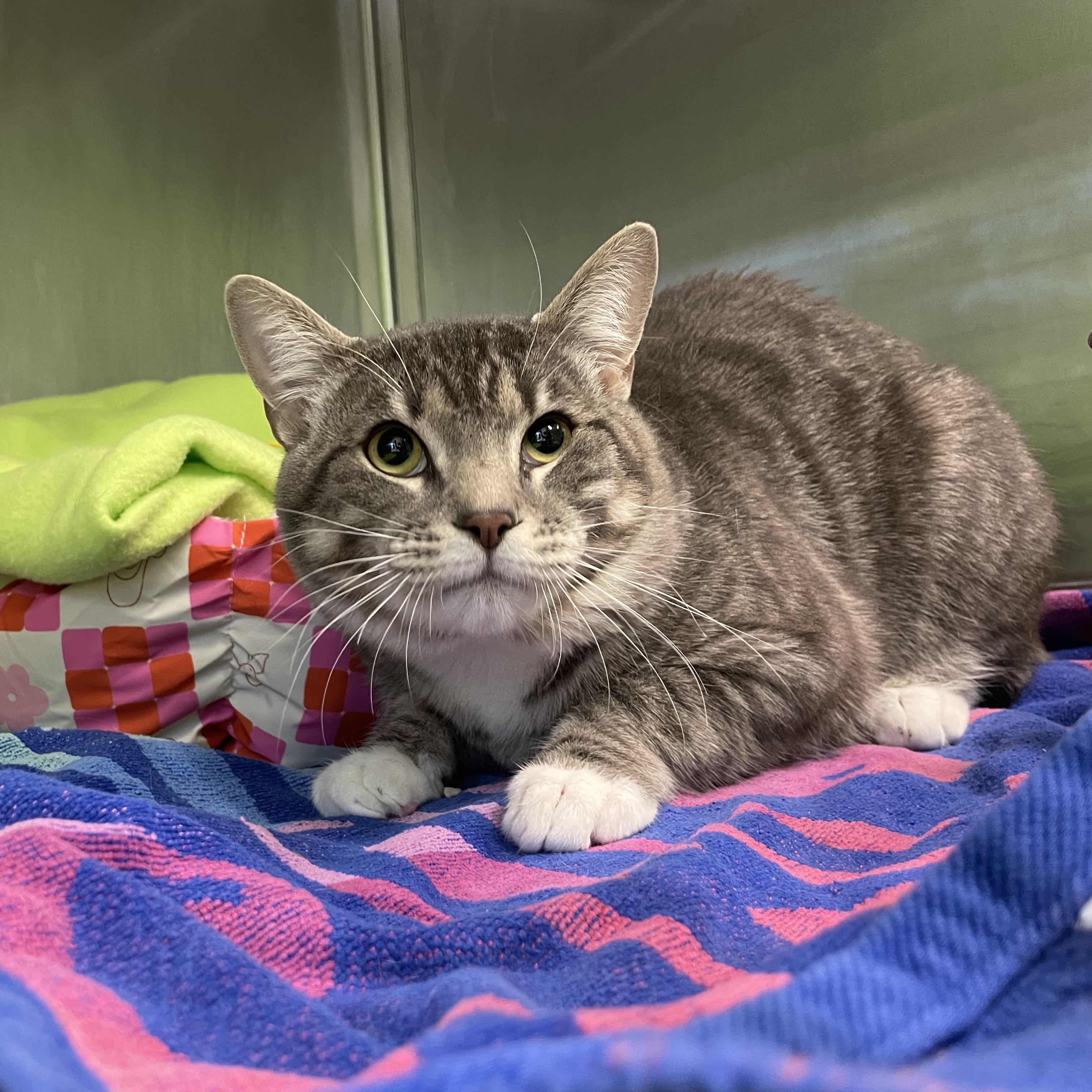 Finch, Adoptable, Adult Male Domestic Short Hair.