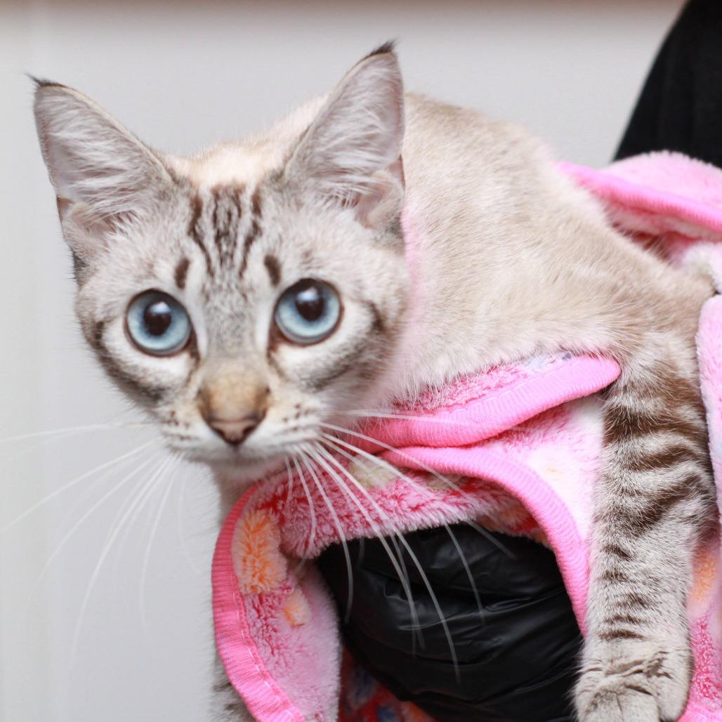 Dutchess, Adoptable, Adult Female Siamese & Domestic Short Hair.