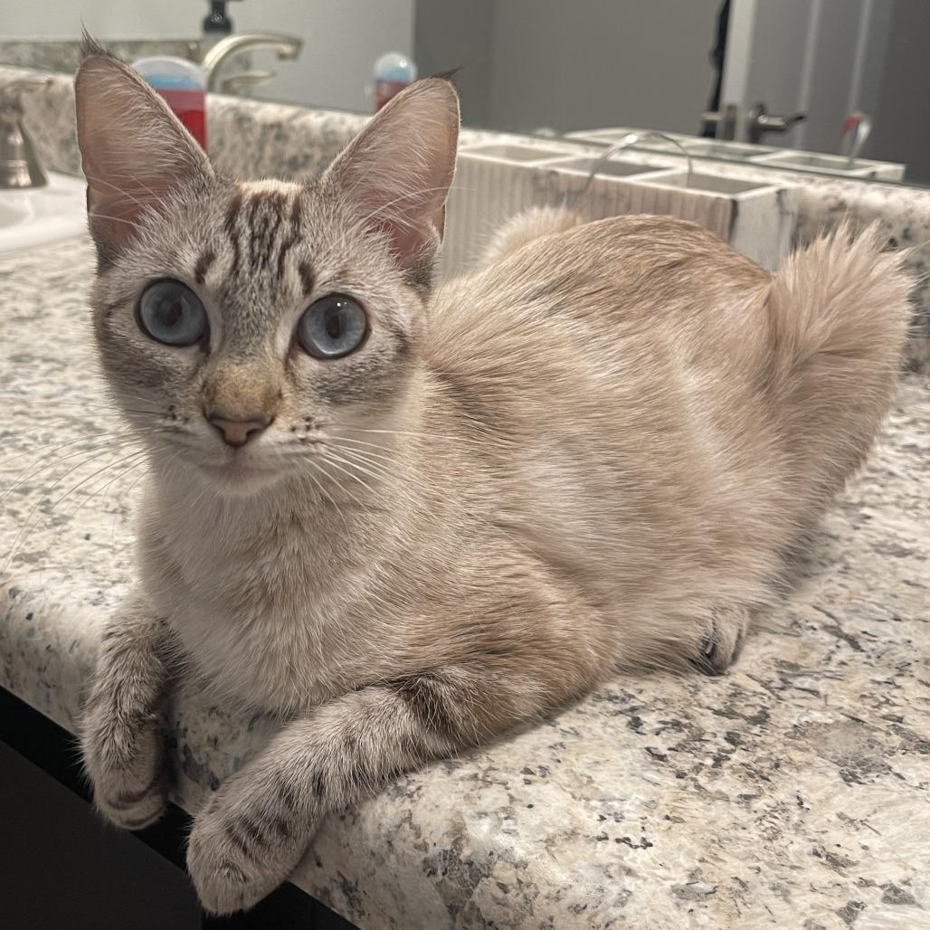 Enlarge Dutchess, a Adoptable mixed breed in Hattiesburg, MS image 2/2