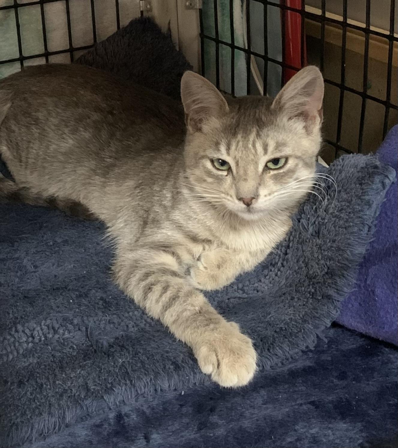Tristan, ADOPTABLE, Young Male Domestic Short Hair & Tabby.