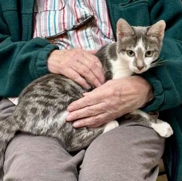 Enlarge Harmony, an adopted Tabby in Tustin, CA image 1/6