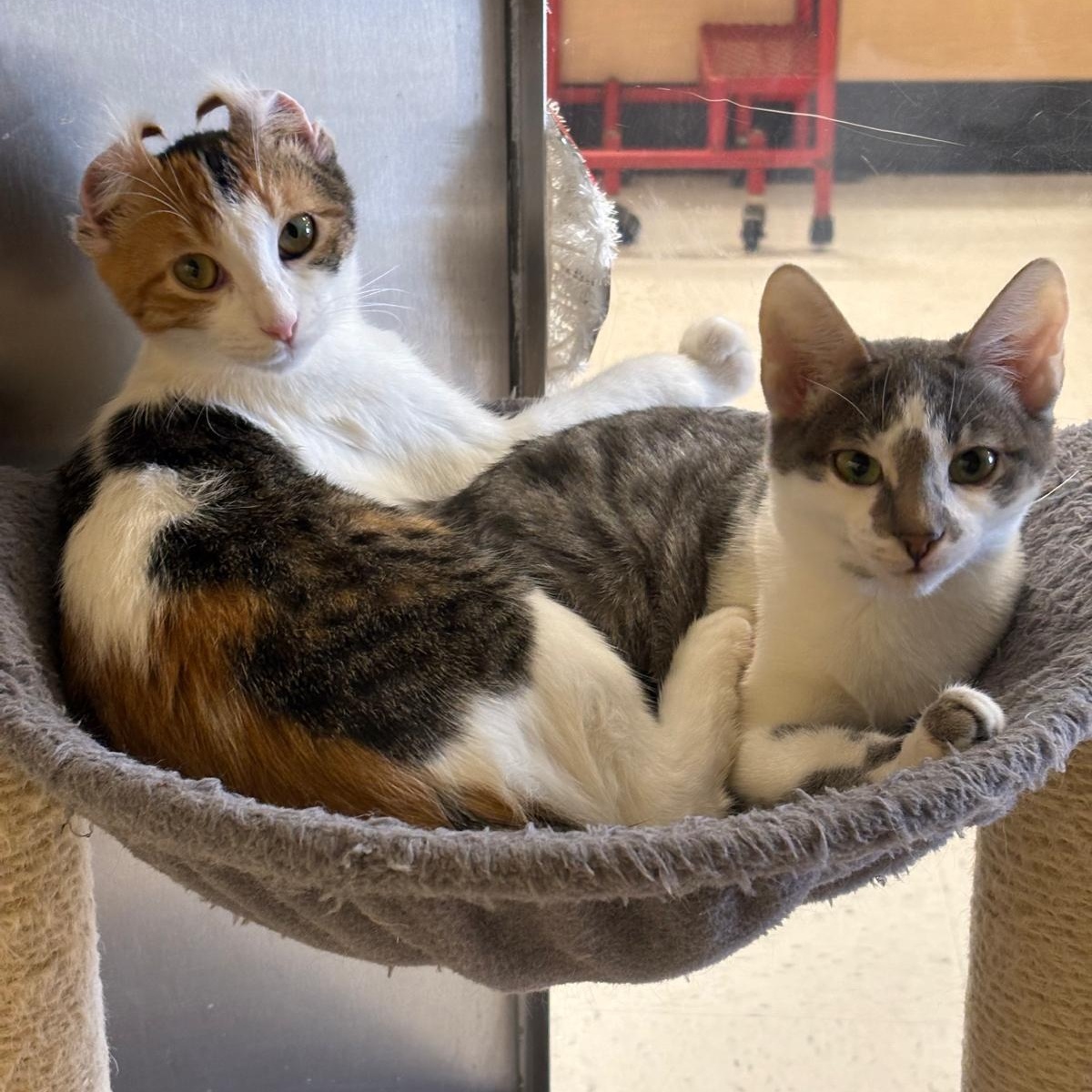 Enlarge Harmony, an adopted Tabby in Tustin, CA image 3/6