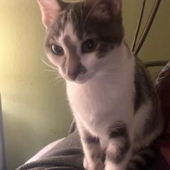 Enlarge Harmony, an adopted Tabby in Tustin, CA image 6/6