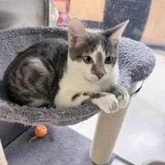 Enlarge Harmony, an adopted Tabby in Tustin, CA image 4/6