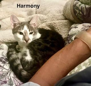 Enlarge Harmony, an adopted Tabby in Tustin, CA image 5/6