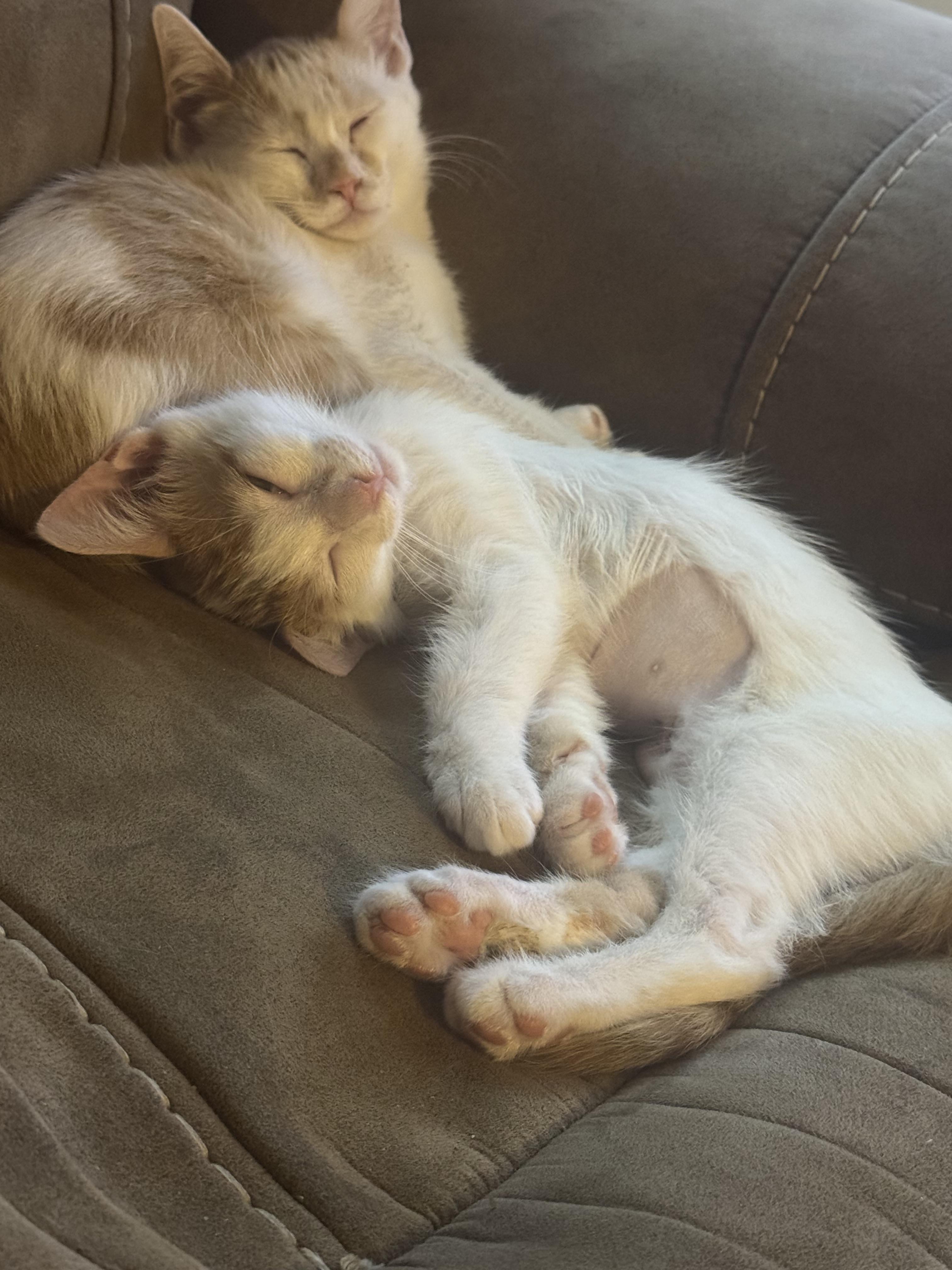 Bit-O-Honey, Adopted, Young Female Domestic Short Hair.