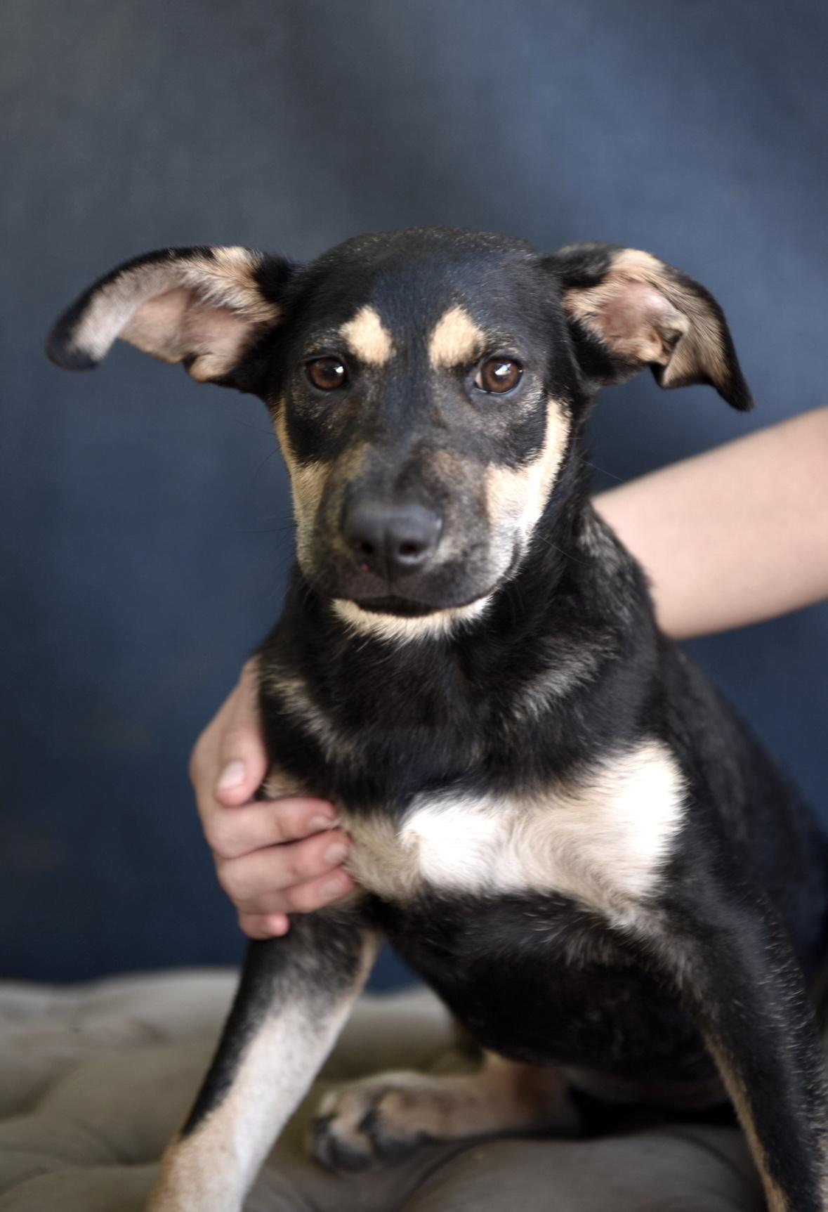 Cosmo, Adoptable, Puppy Female Shepherd & Labrador Retriever.