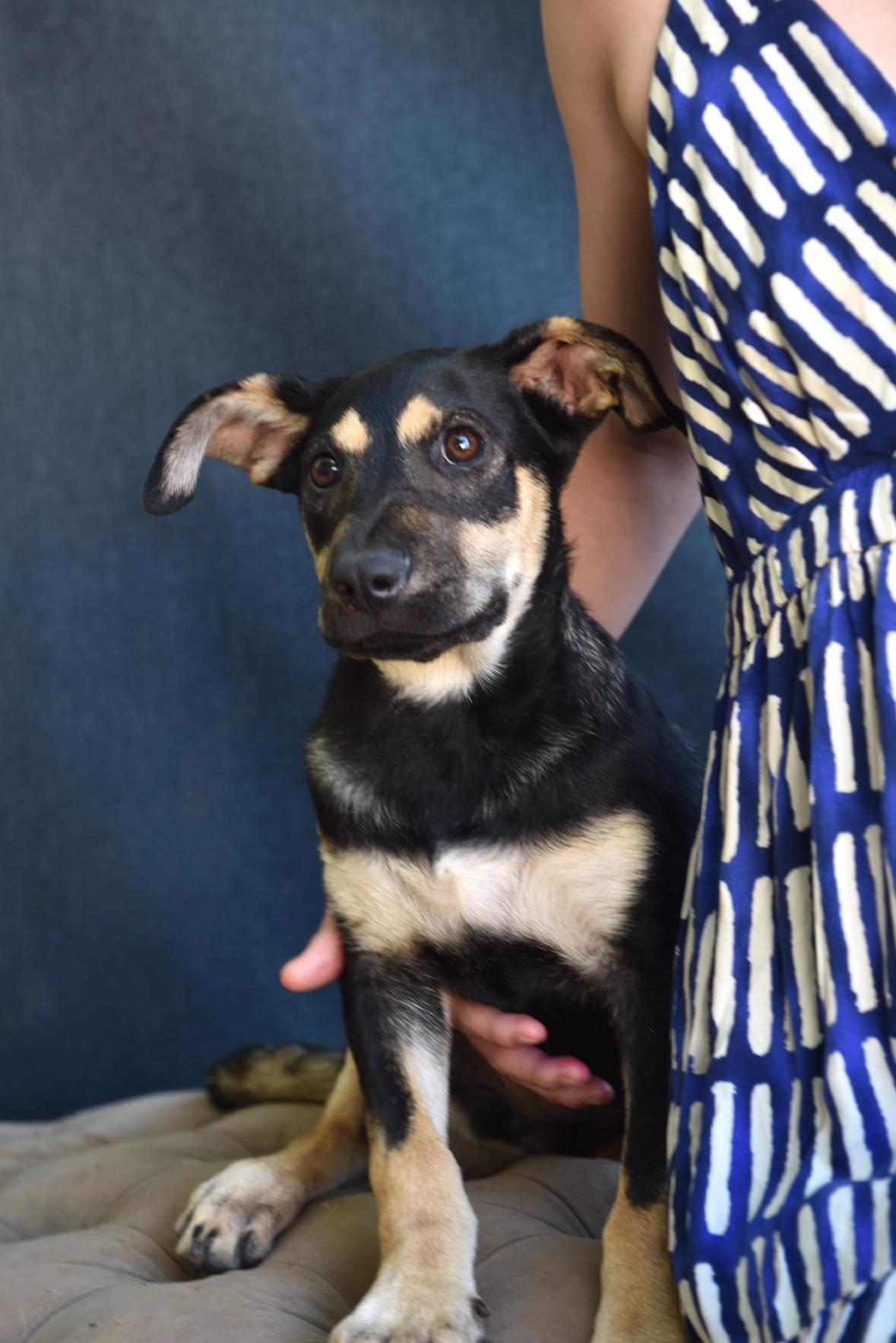 Cosmo, a Adoptable mixed breed in Los Angeles, CA image 2/4