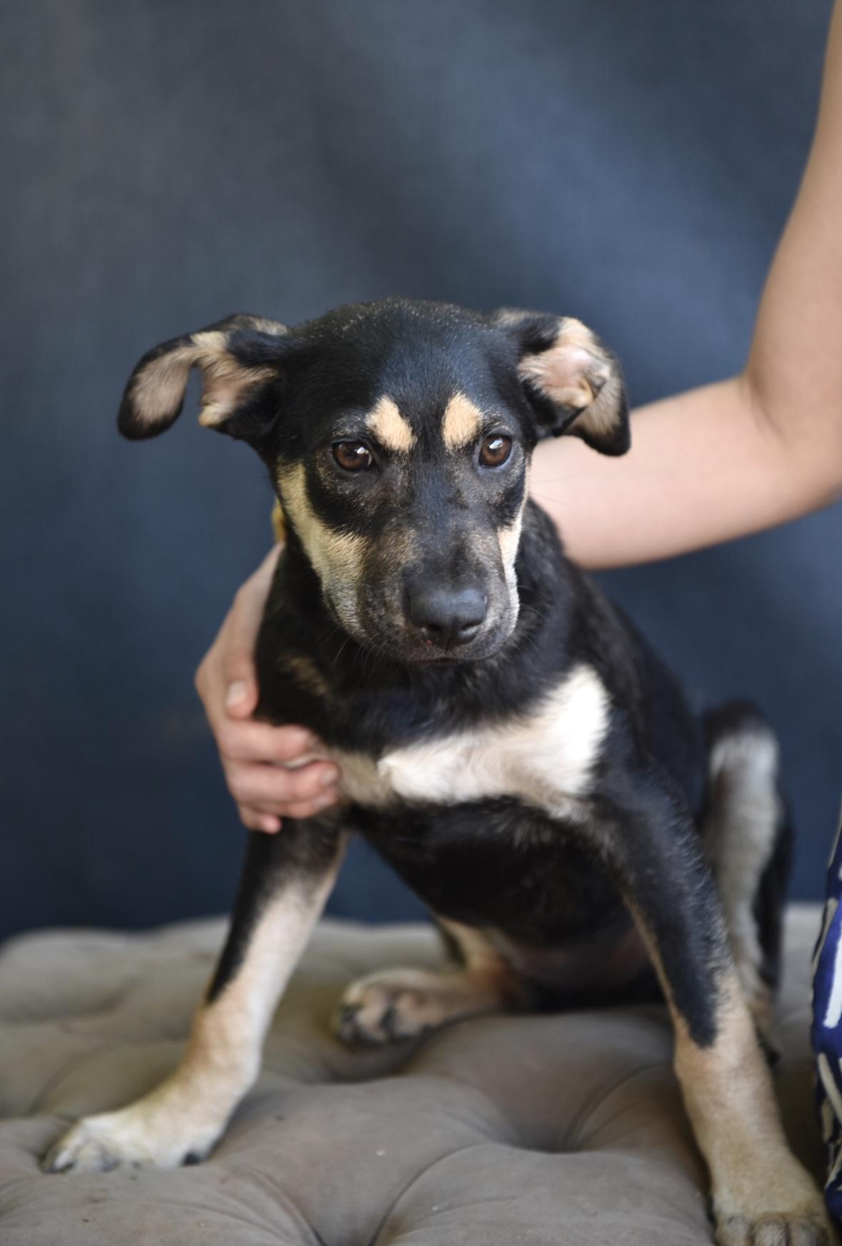 Cosmo, a Adoptable mixed breed in Los Angeles, CA image 3/4