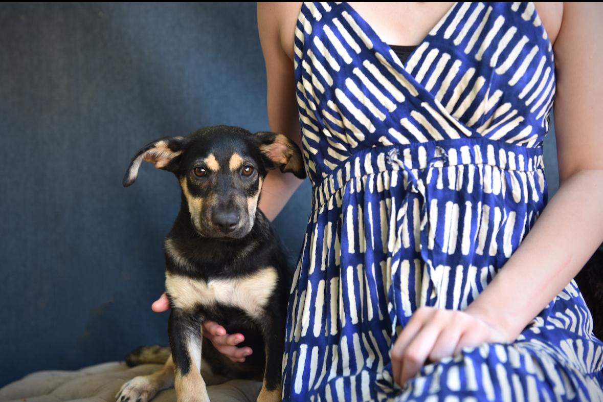 Cosmo, a Adoptable mixed breed in Los Angeles, CA image 4/4