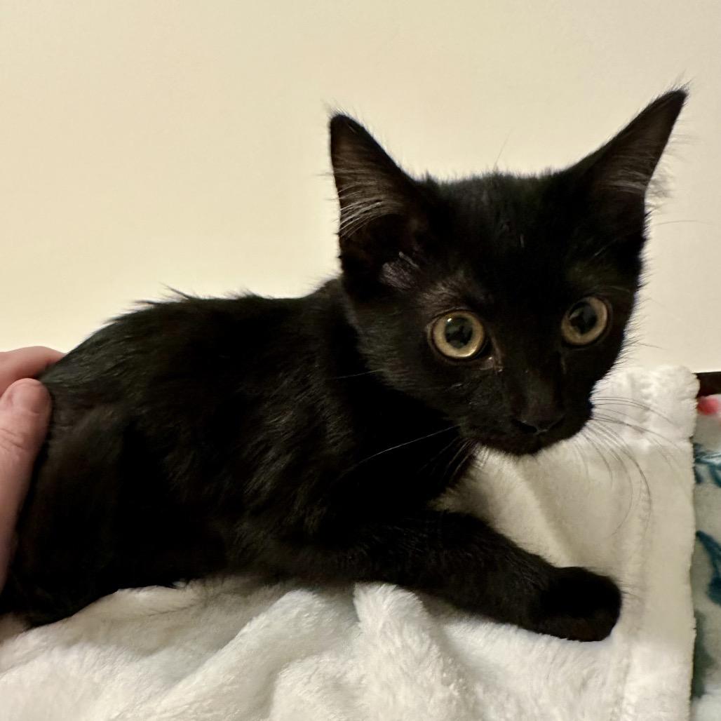 James, a Adoptable Domestic Short Hair in Pittsburg, KS image 1/2