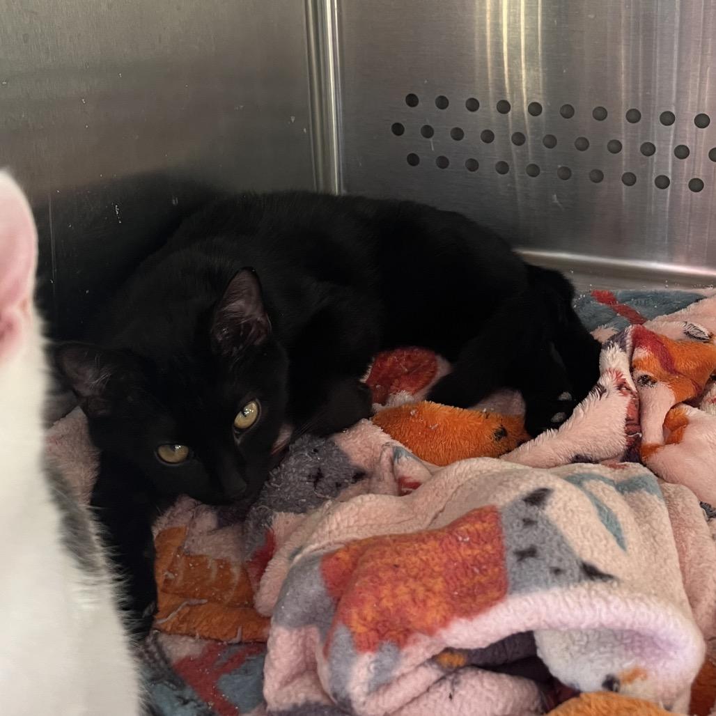 James, Adoptable, Kitten Male Domestic Short Hair.