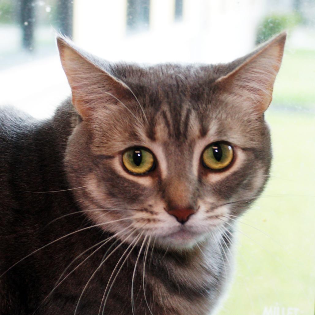 Gracie, a Adoptable Domestic Short Hair in West Palm Beach, FL image 1/6