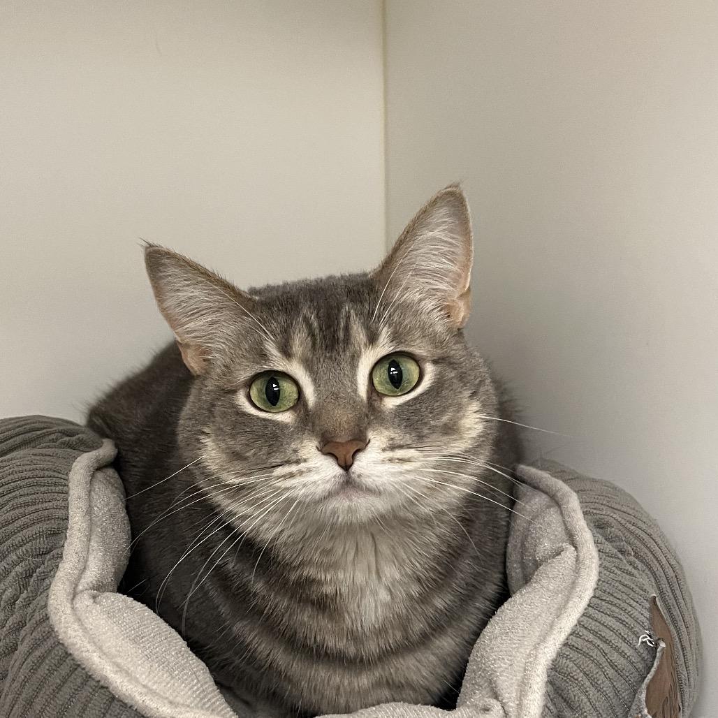 Gracie, a Adoptable Domestic Short Hair in West Palm Beach, FL image 2/6