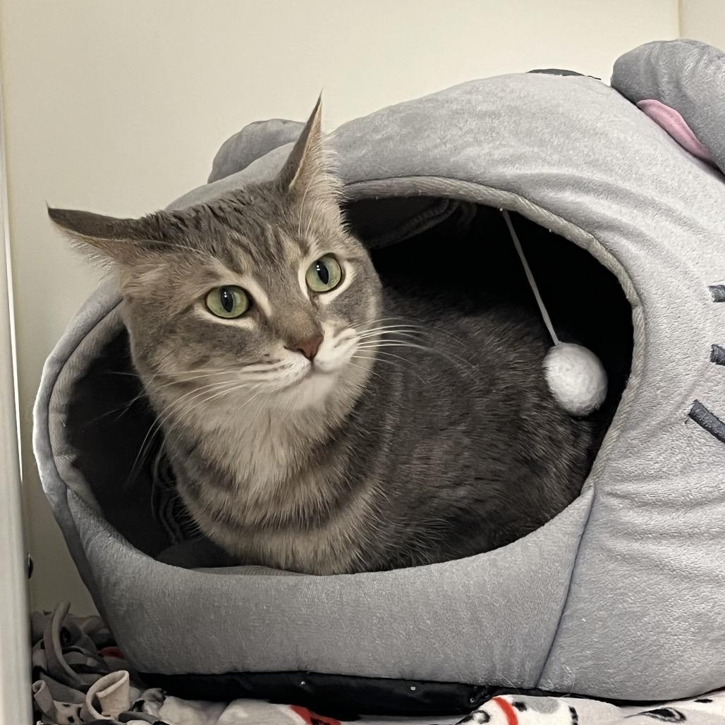 Gracie, a Adoptable Domestic Short Hair in West Palm Beach, FL image 3/6