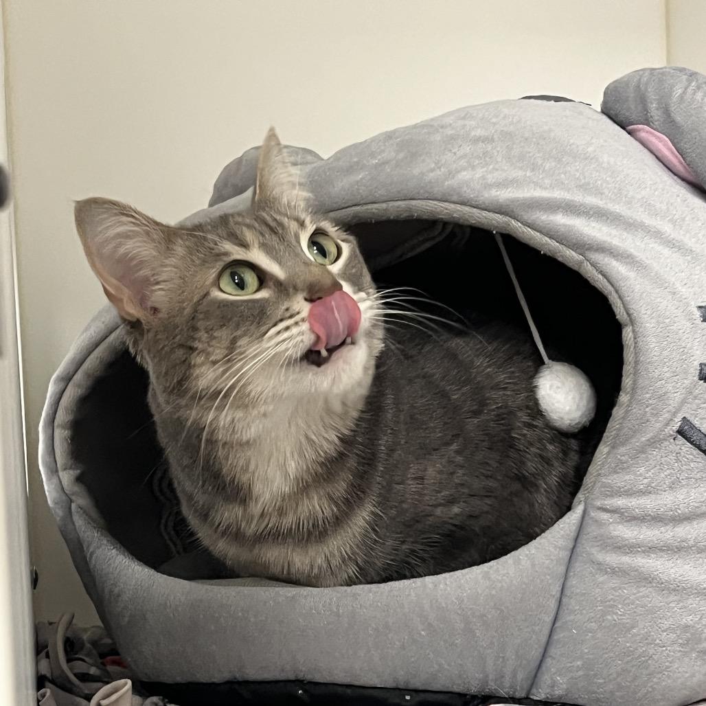 Gracie, a Adoptable Domestic Short Hair in West Palm Beach, FL image 4/6