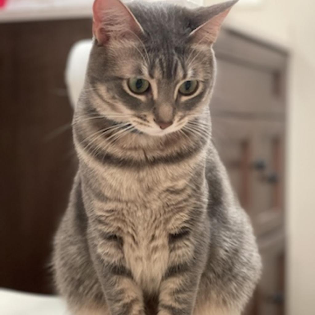 Gracie, a Adoptable Domestic Short Hair in West Palm Beach, FL image 5/6