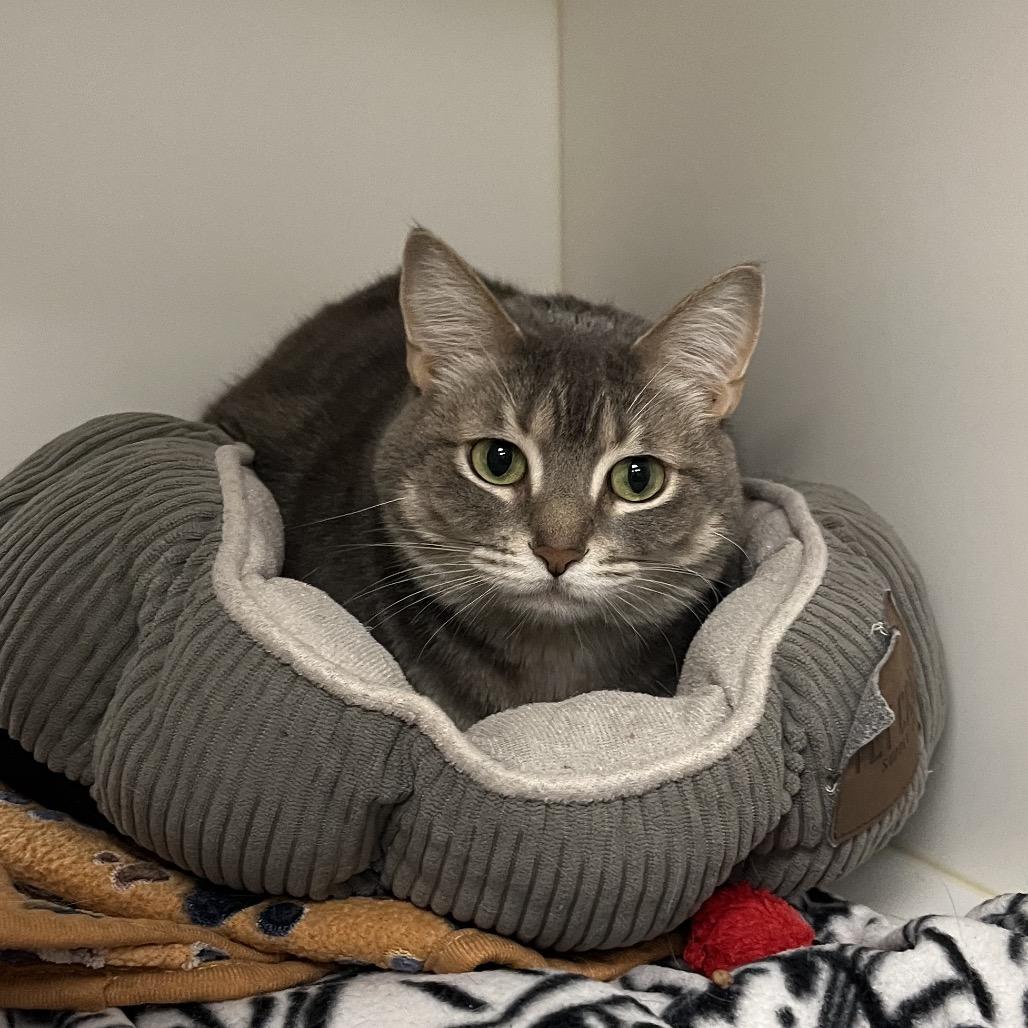 Gracie, a Adoptable Domestic Short Hair in West Palm Beach, FL image 6/6