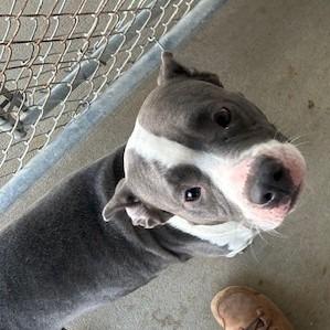 Vikky, ADOPTABLE, Adult Female Pit Bull Terrier.