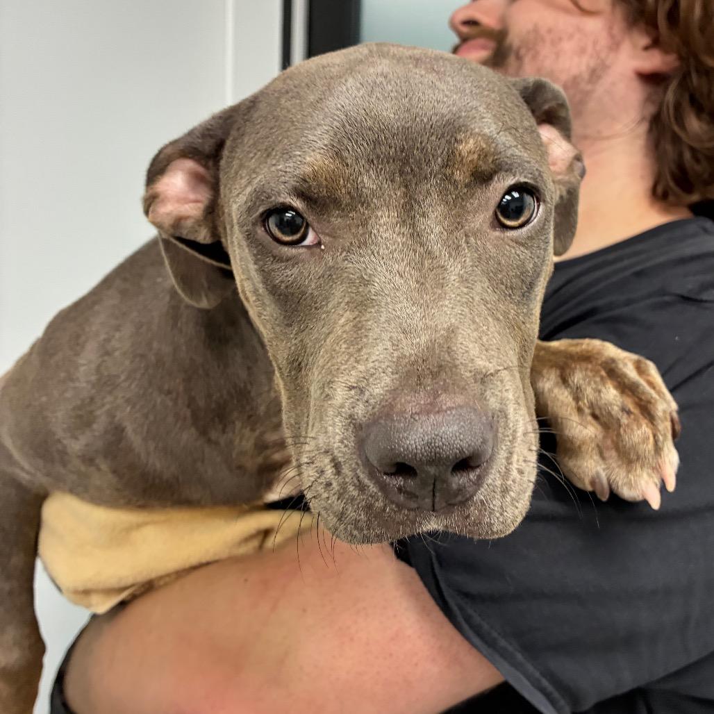 Enlarge Ramona, a Adoptable mixed breed in Abilene, TX image 1/1