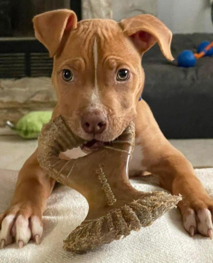 Enlarge Waylon, a Adopted mixed breed in Spotsylvania, VA image 1/3