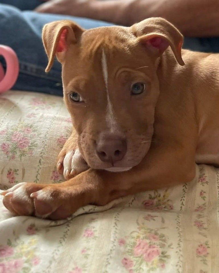 Enlarge Waylon, a Adopted mixed breed in Spotsylvania, VA image 2/3