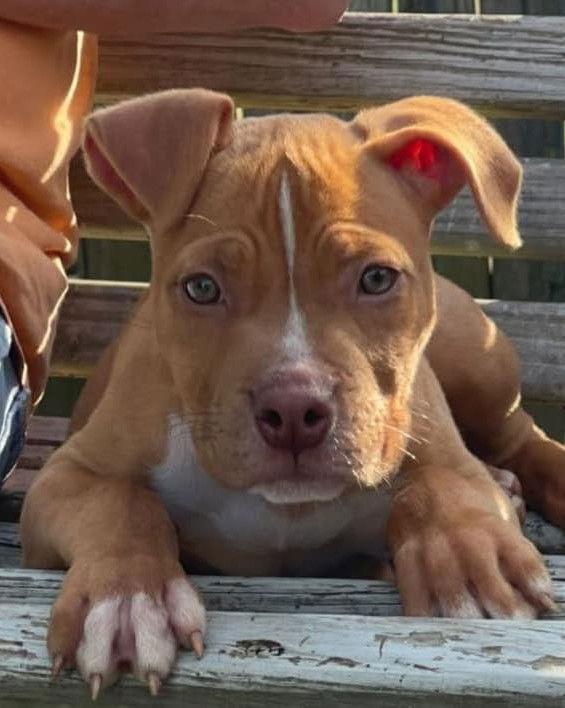 Enlarge Waylon, a Adopted mixed breed in Spotsylvania, VA image 3/3